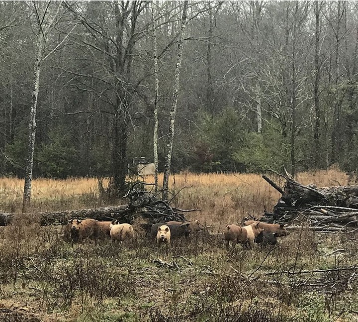 Pigs